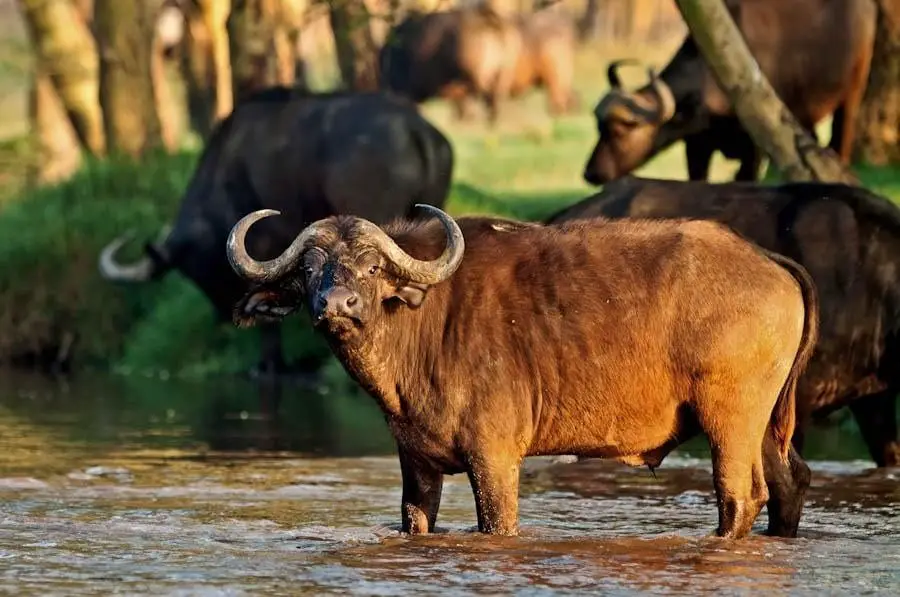 african buffalo (syncerus caffer)