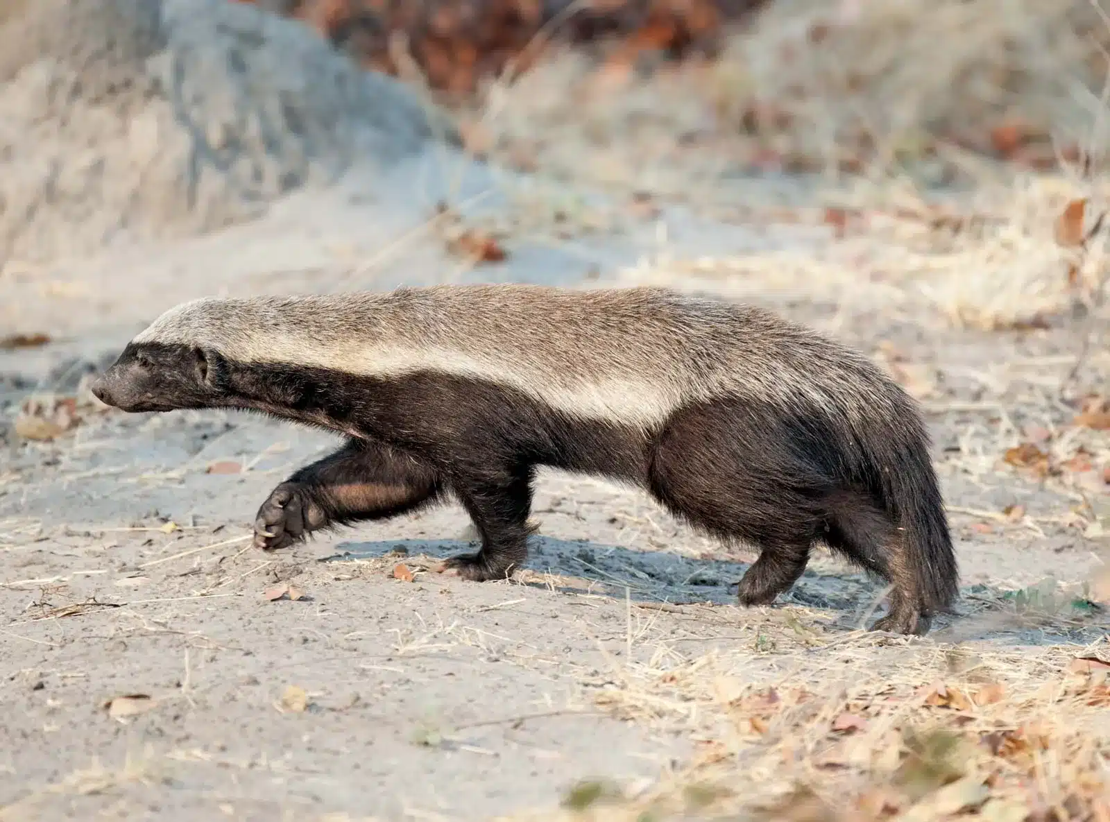 badger body and tail