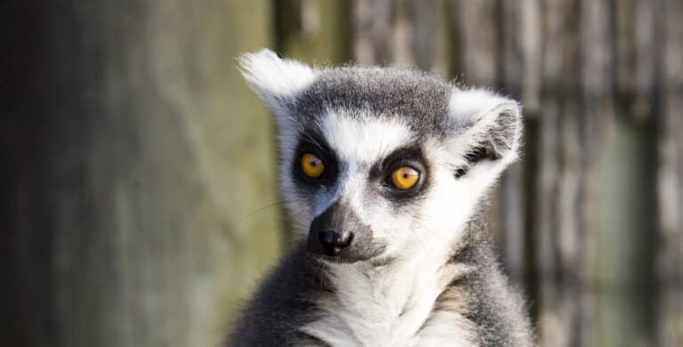 Lemur, The Iconic Primates of the Madagascar- World Deer