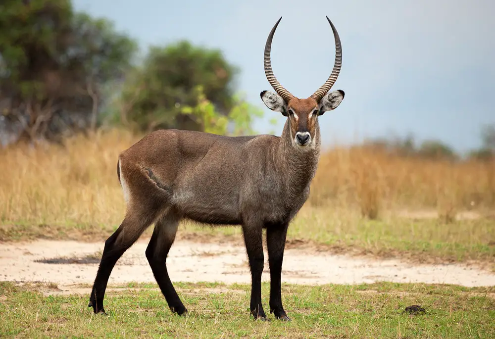 waterbuck (Kobus ellipsiprymnus)