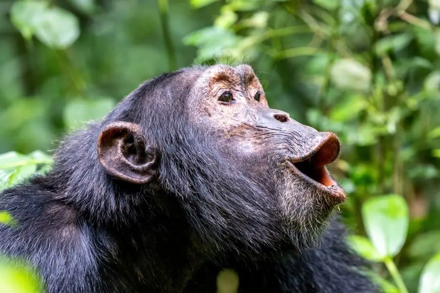 40 Fascinating Facts About Chimpanzees - World Deer