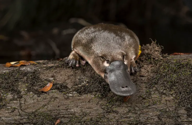 Are Platypuses Endangered Animals?