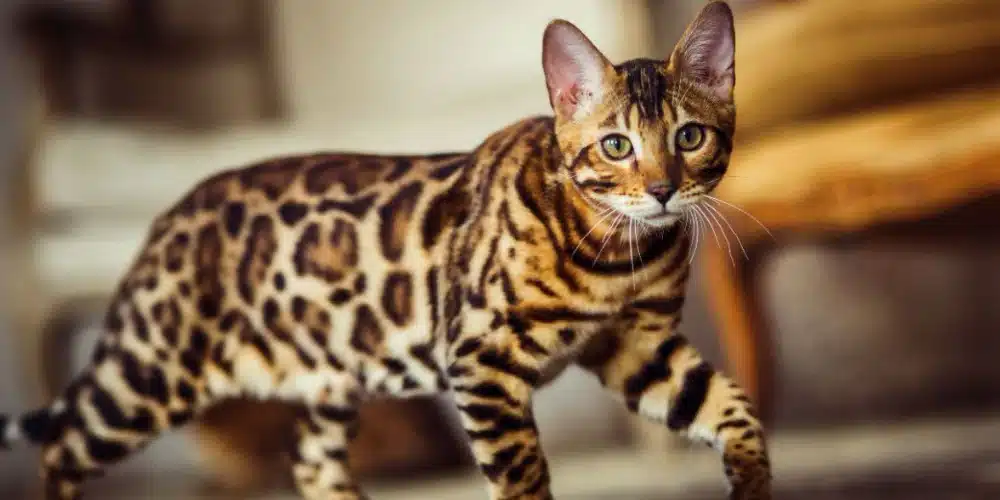 Bengal Cats