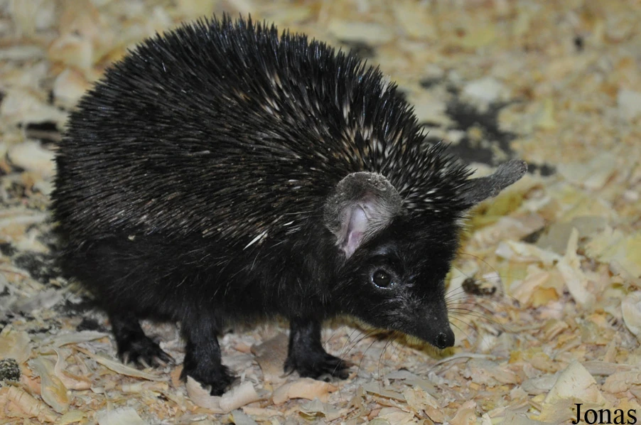 Brandt’s Hedgehog (Paraechinus hypomelas)