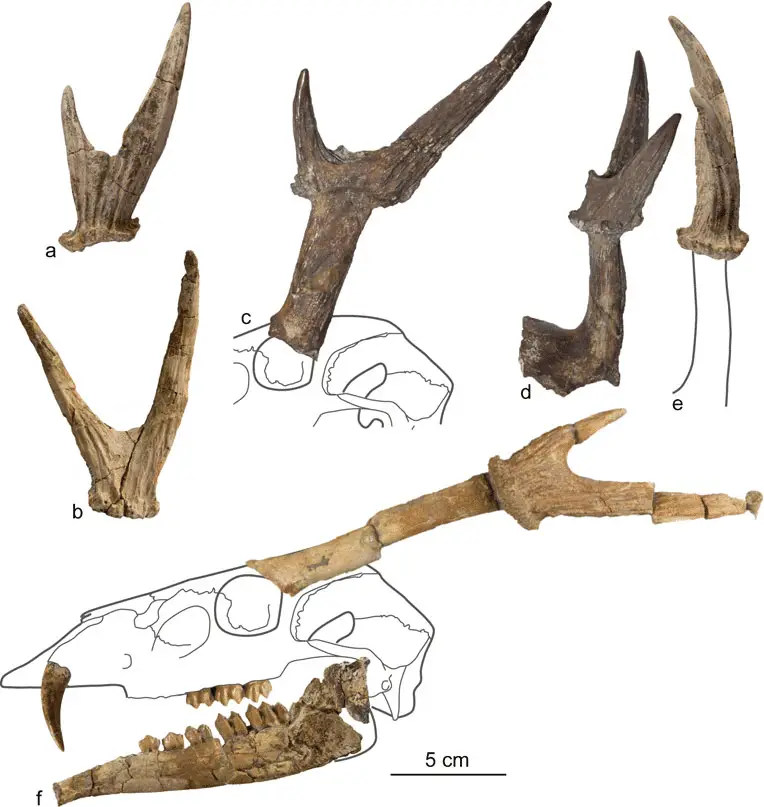 Crania Appendages Ungulates