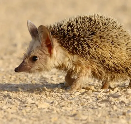 Desert Hedgehog (Paraechinus aethiopicus)