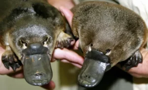 Does a Platypus Have Venom?