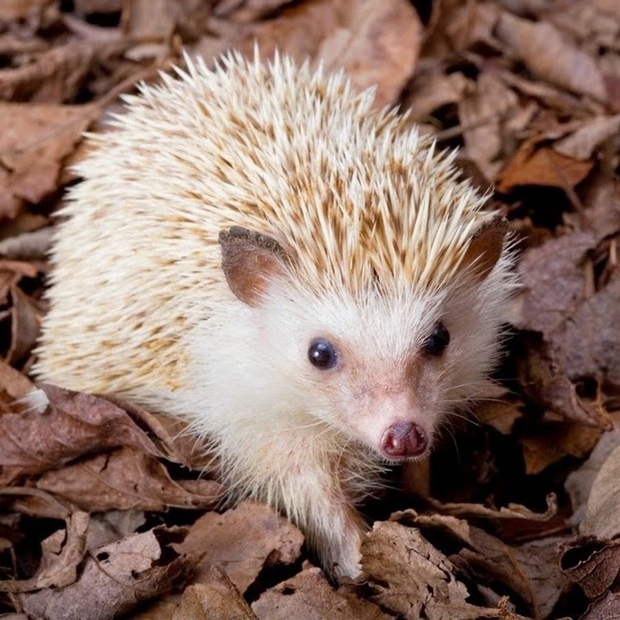 Four-Toed Hedgehog (Atelerix albiventris)