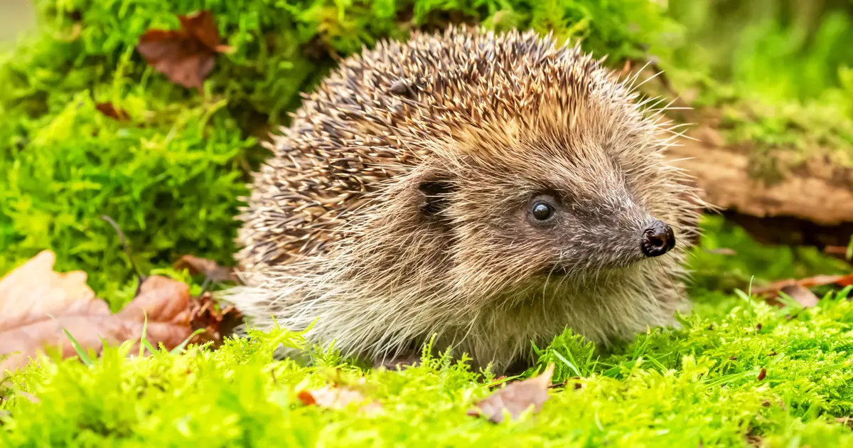 Hedgehogs: The Unique Spiny Mammals and Their Diverse Subspecies