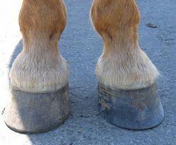 Hooves and Movement Ungulates