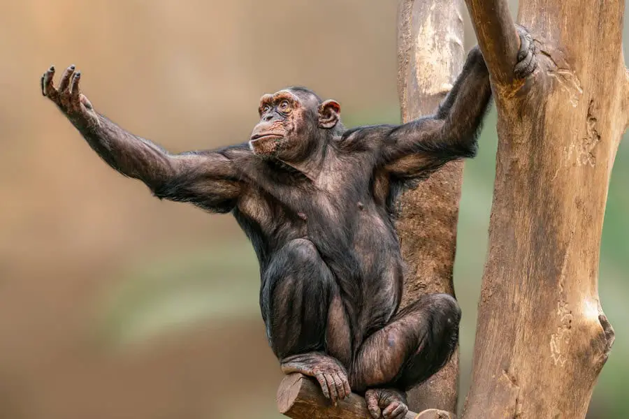 How Strong is a Chimpanzee?