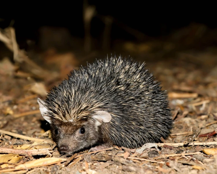 Indian Long-Eared Hedgehog (Hemiechinus collaris)