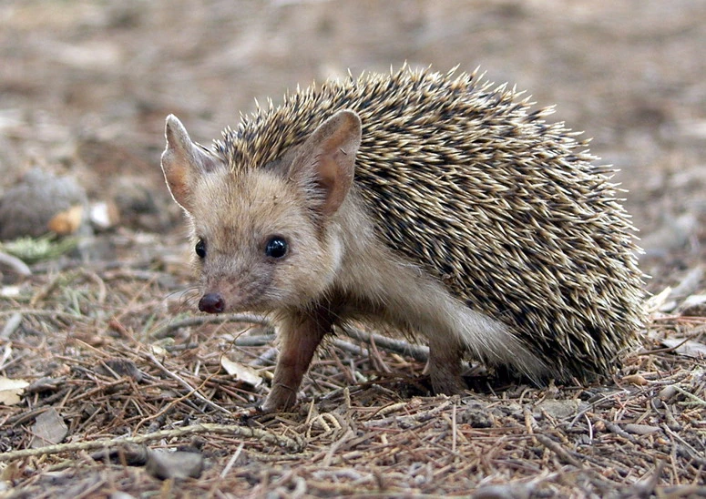 Long-Eared Hedgehog (Hemiechinus auritus)