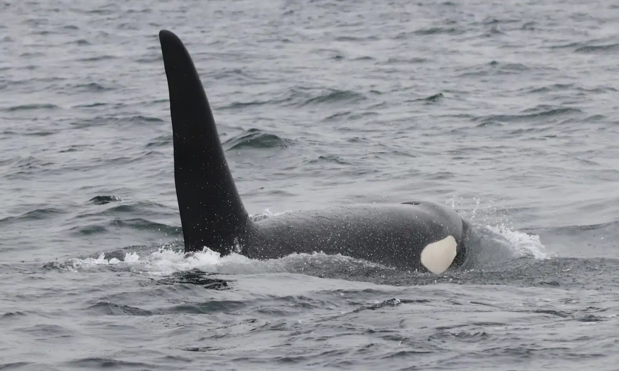 North Atlantic Orcas: Type I and Type II