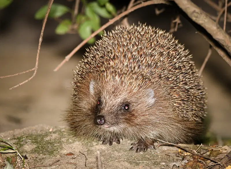 Northern White-Breasted Hedgehog (Erinaceus roumanicus)