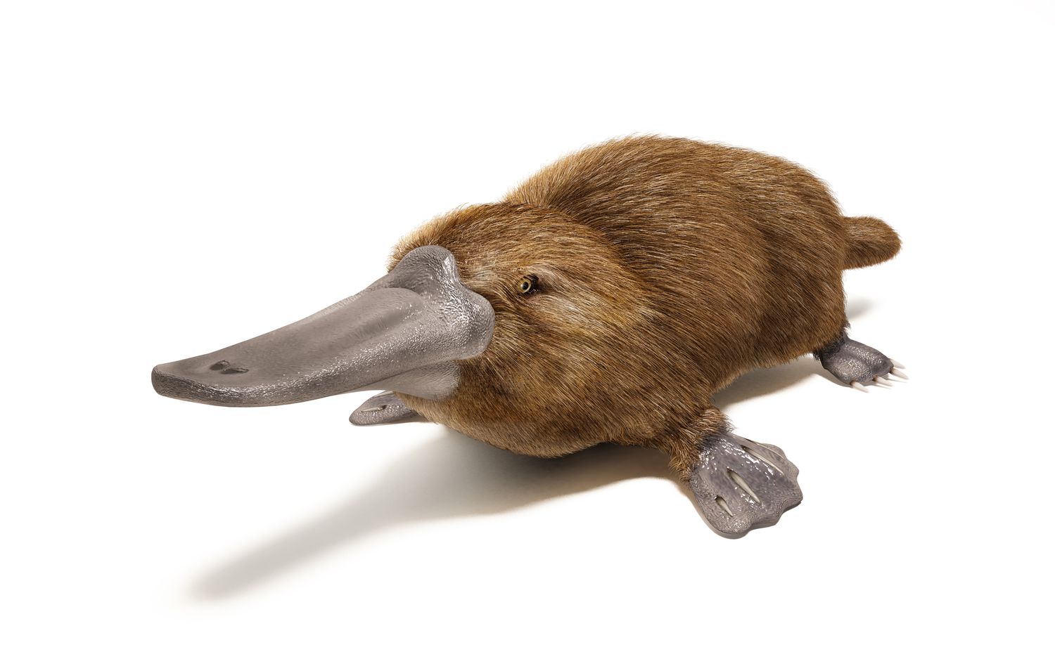 Platypus – Nature’s Most Unique Mammal - World Deer