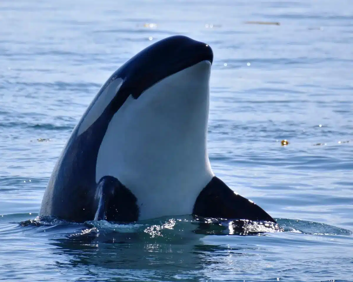 Resident Orcas