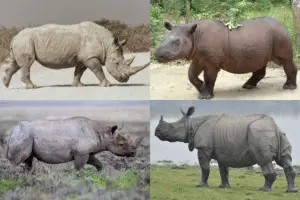 Rhinocerotidae: The Powerful and Endangered Family of Rhinoceroses