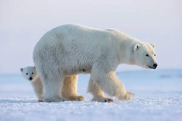 Ursus maritimus marinus