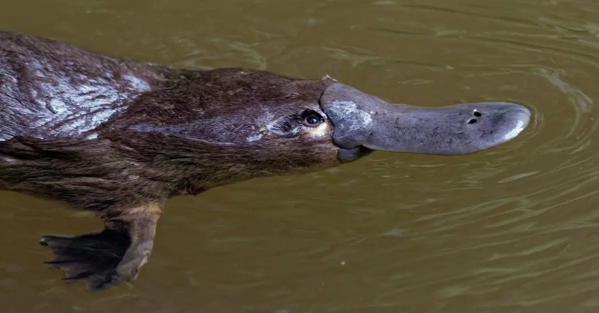 What Sound Does a Platypus Make?