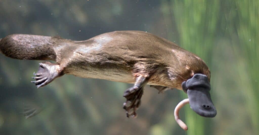 Why Do Platypuses Live By Themselves