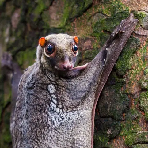 colugos species