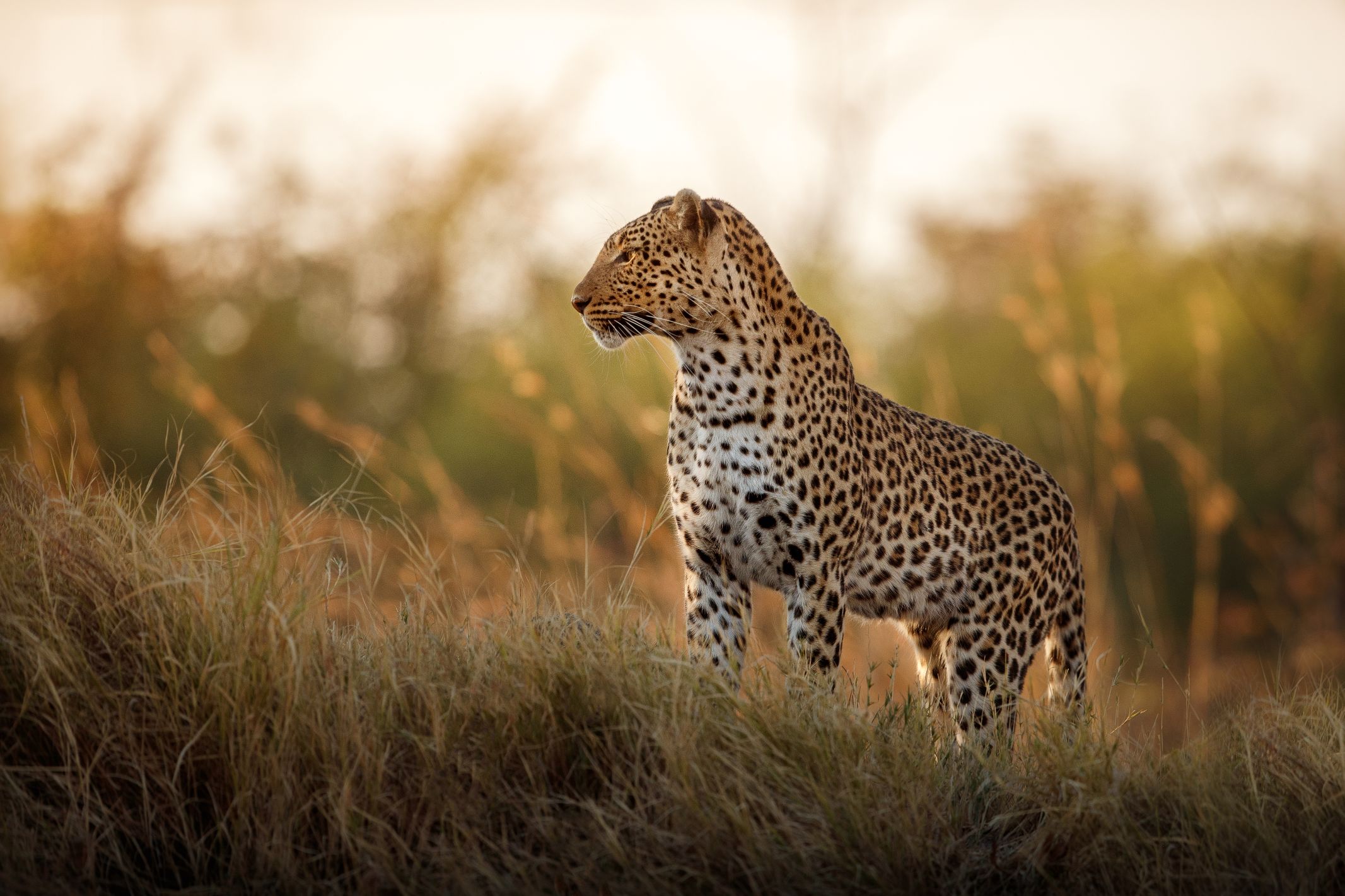 African Leopard The Icon of Africa's Wilderness