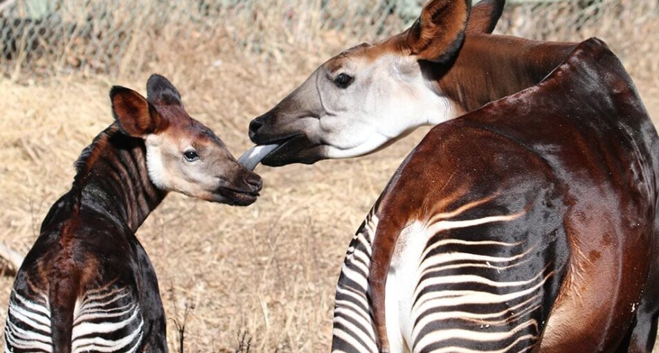 All About The Okapi The Forest Giraffe World Deer