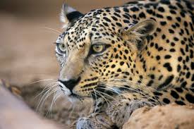 Arabian Leopard