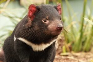 Are Tasmanian Devils Aggressive to Humans?