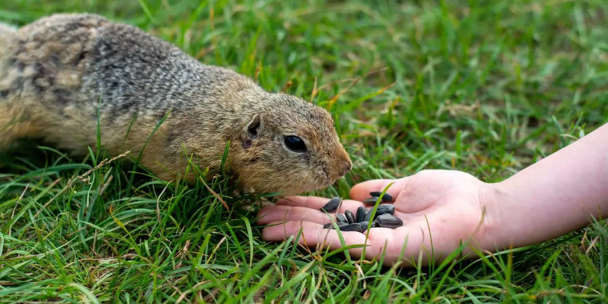 Best Plants to Repel Gophers