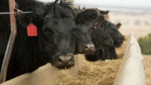 Cattle Care and Feeding Tips