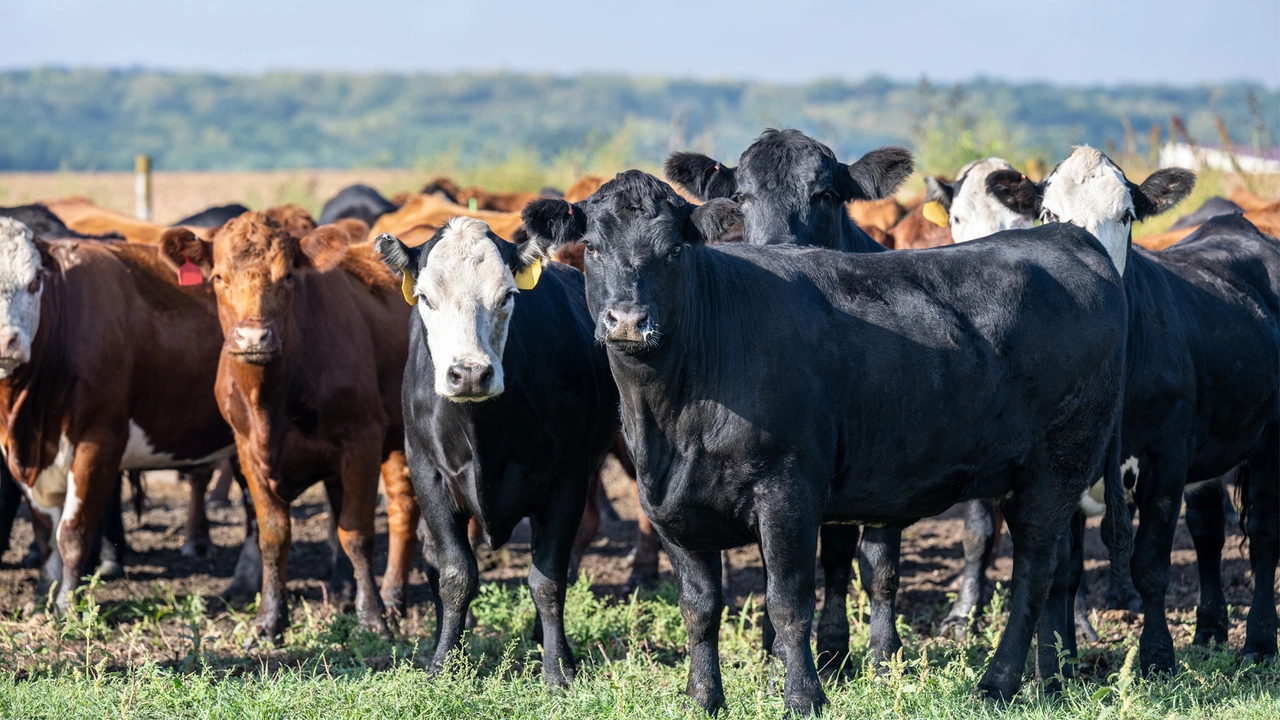 Cattle: Types, Breeds, Farming, and Conservation