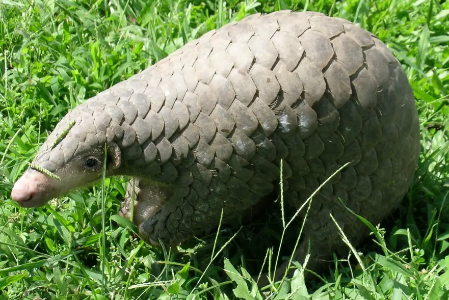 Chinese Pangolin (Manis pentadactyla): Asia’s Rare, Scaled Mammal