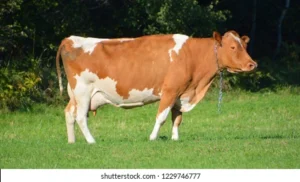 Dual-Purpose Cattle Breeds for Milk and Meat