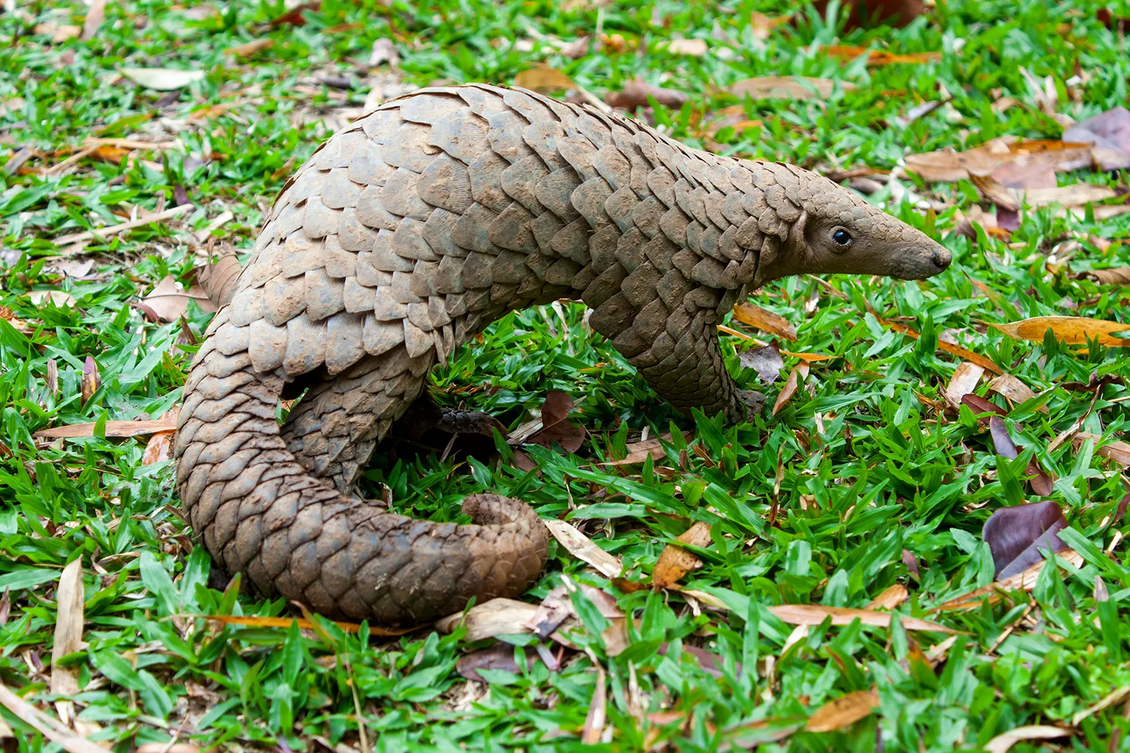 Giant Pangolin (Manis gigantea)