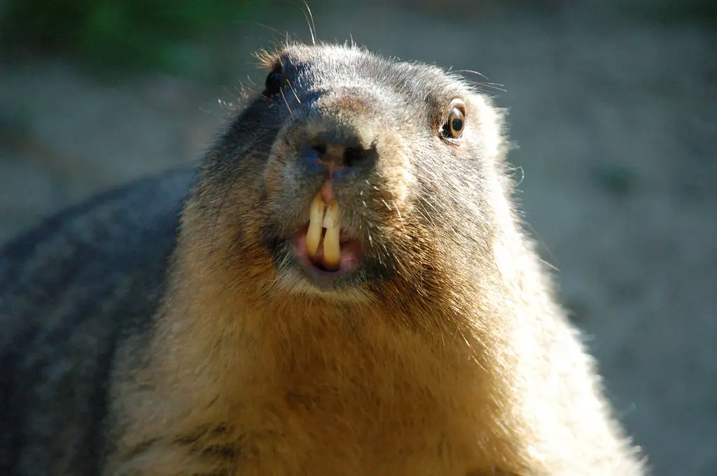 Gophers Explained Fascinating Burrowing Rodents