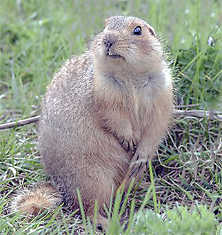 Gophers Physical Characteristics