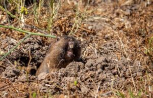 How Do Gophers Survive Winter?