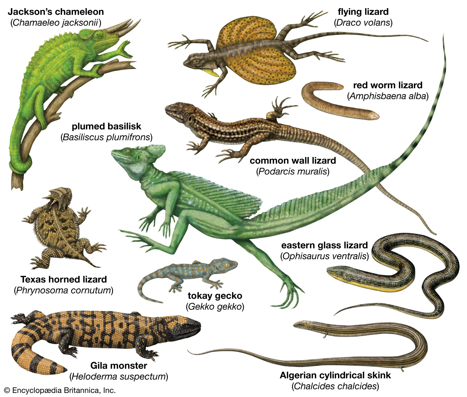 How many species of reptiles are there