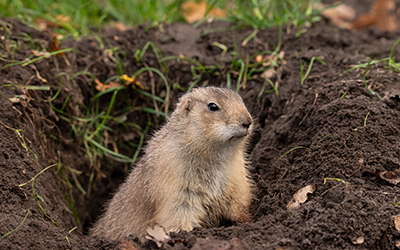 Humane Ways to Control Gophers