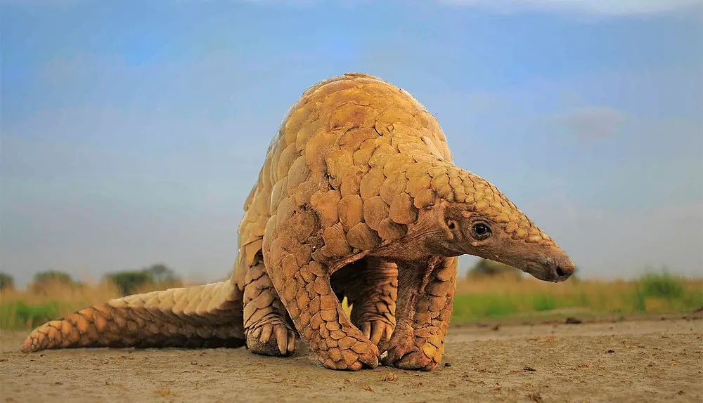 Indian Pangolin (Manis crassicaudata): The Unique Scaled Mammal of India