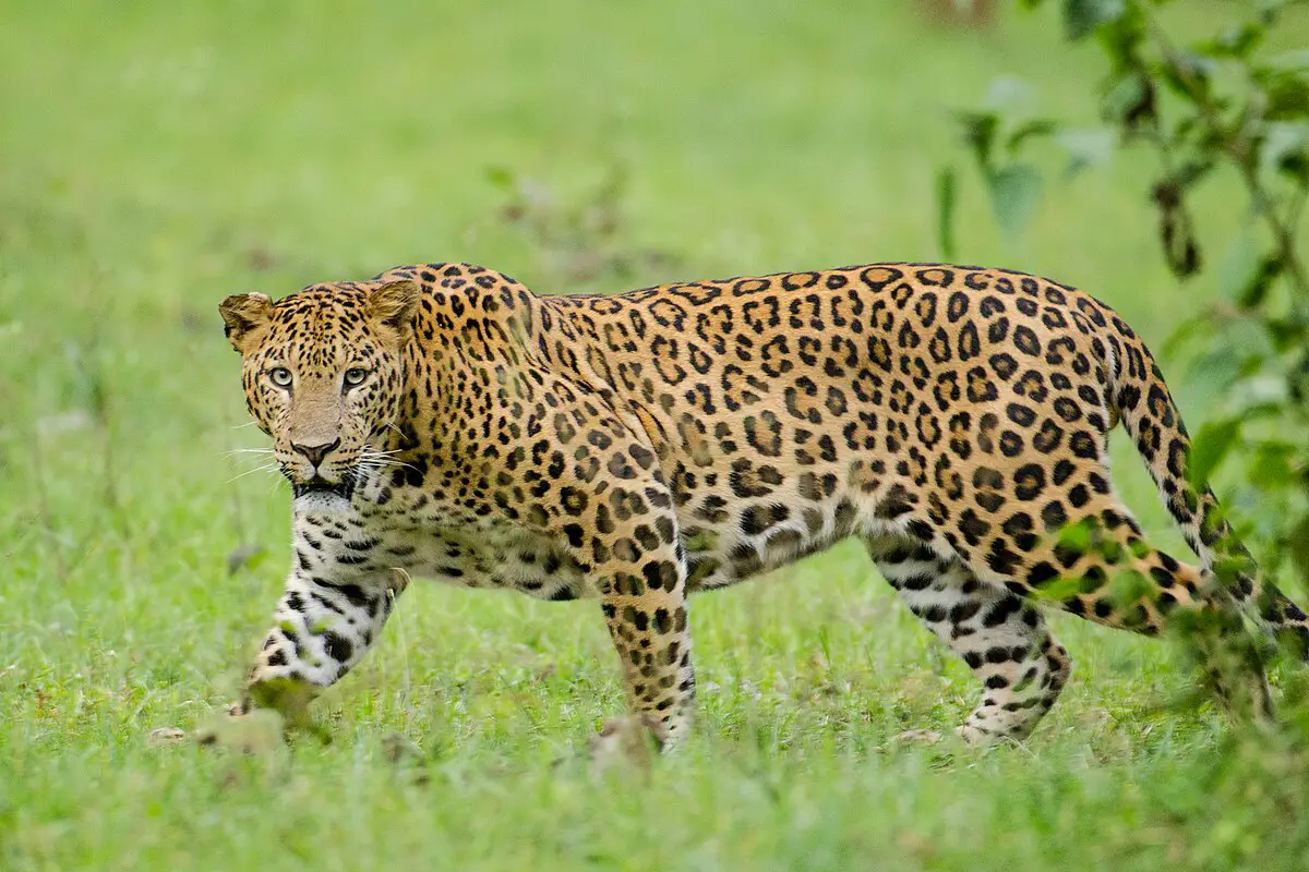 Indian leopard