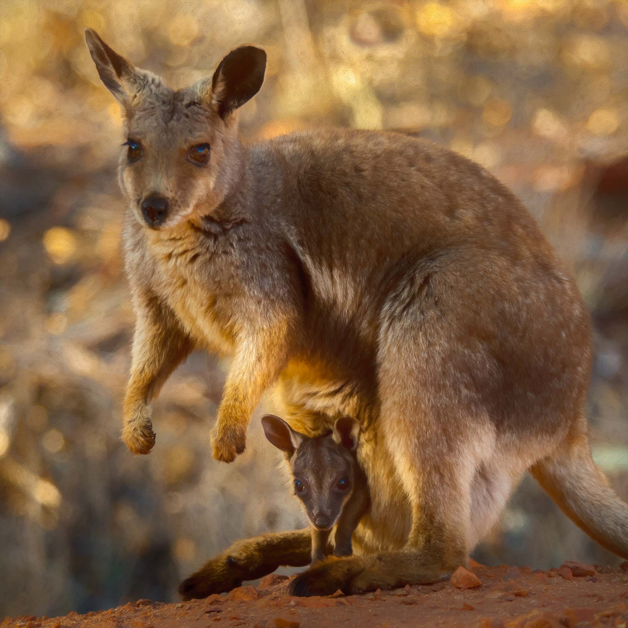 Kangaroos and Wallabies- Australia’s Unique Marsupials