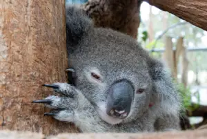 Koalas: The Fascinating Marsupials of Australia