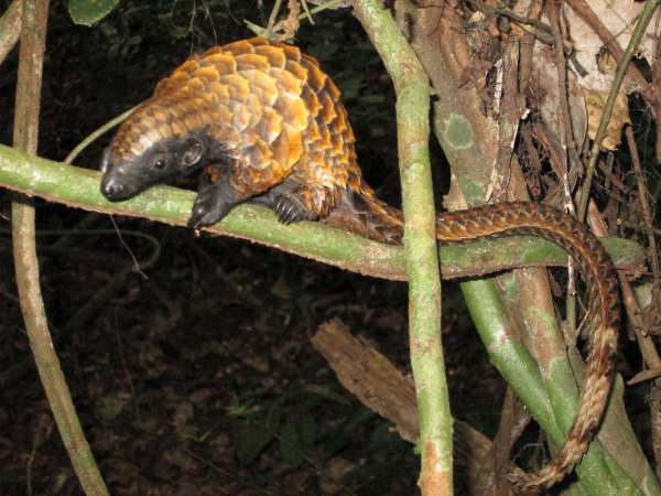 Long-tailed Pangolin (Manis tetradactyla)