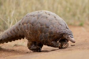 Manis Temminckii – The Ground Pangolin of Africa