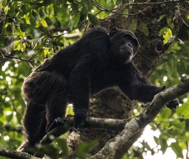 Nigeria-Cameroon Chimpanzee (Pan ellioti)