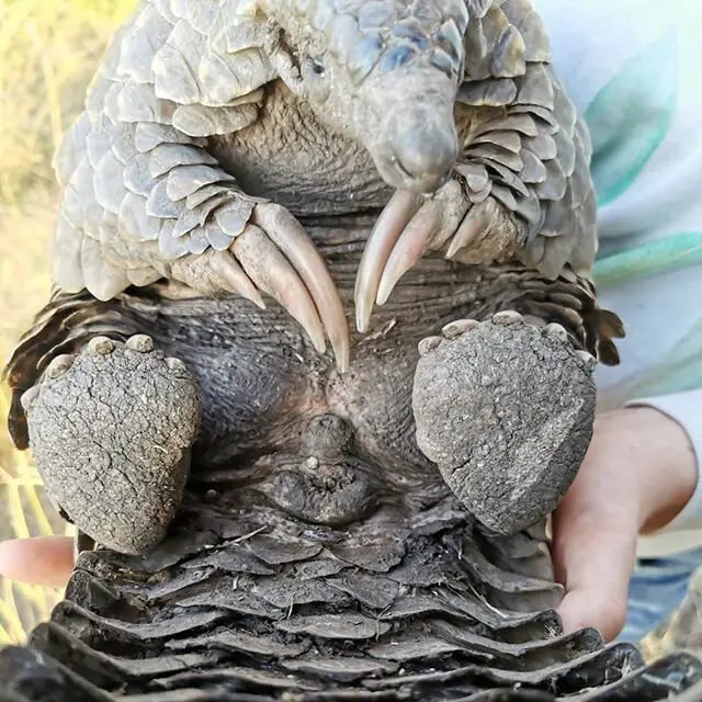 Pangolins Claws