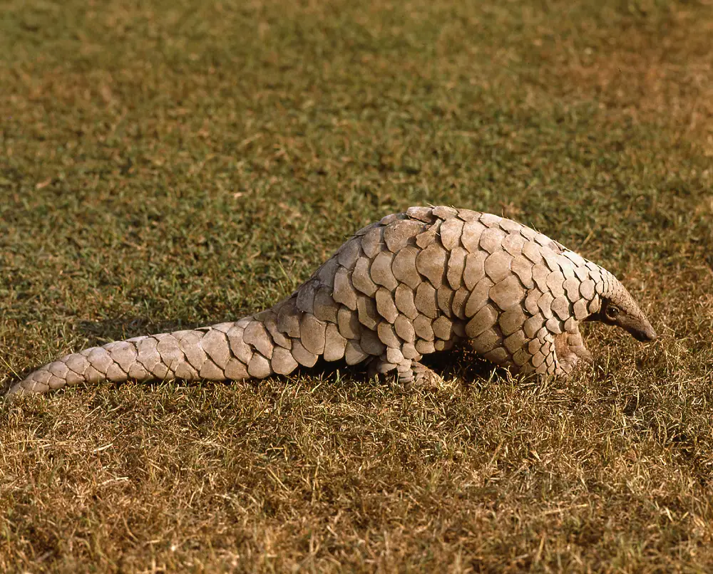 Pangolins Tail